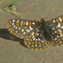 Edith's checkerspot